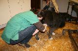 INSEMINATION ARTIFICIELLE